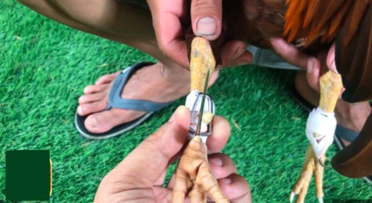Cach Bang Cua Ga Chuan Nhat De Tranh Ga Bi Thuong Nang
