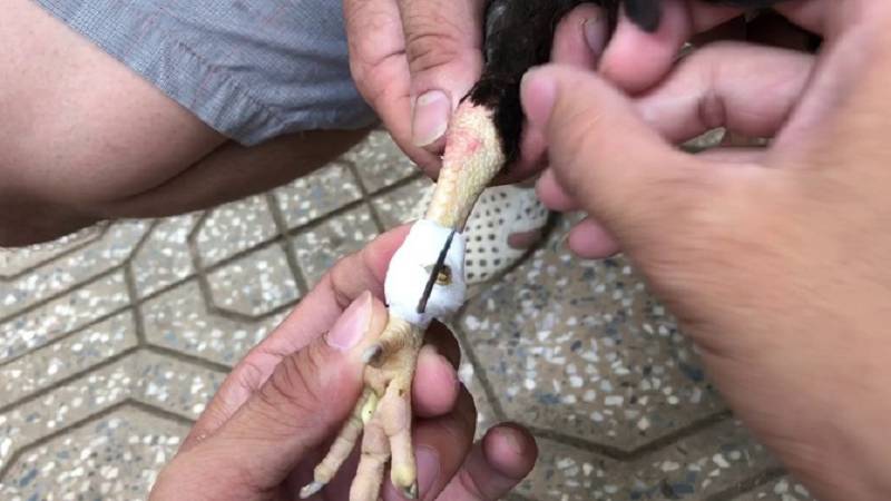 Cách băng cựa gà là gì?
