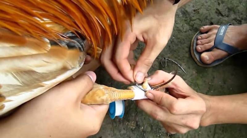 Cách băng cựa gà nòi
