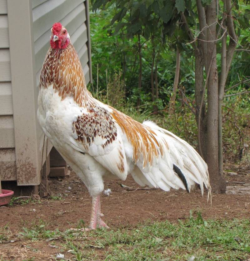 Cách chọn giống gà Cuban chuẩn