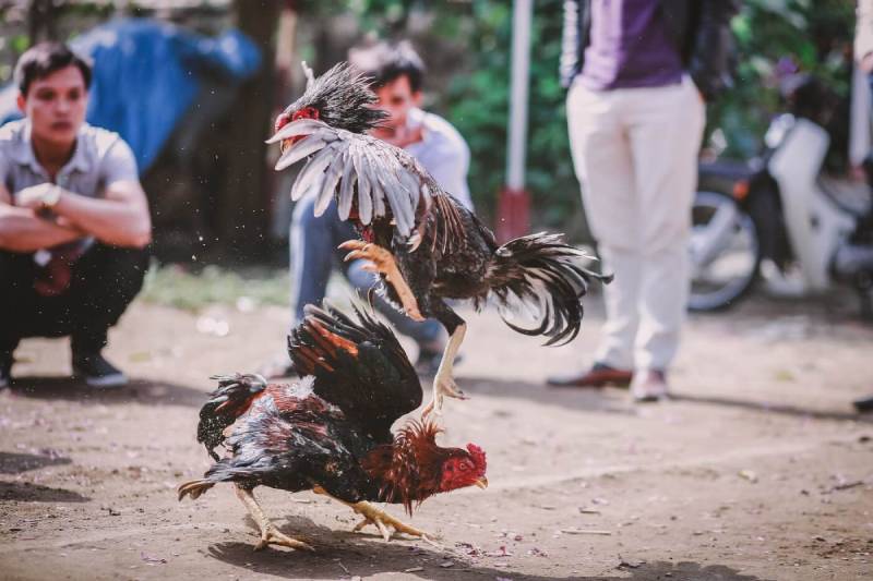 Hiểu Rõ Điểm Mạnh, Điểm Yếu Của Chiến Kê