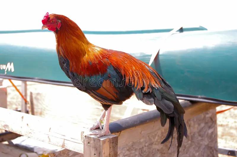 Những Đặc Điểm Nổi Bật Của Gà Cuban