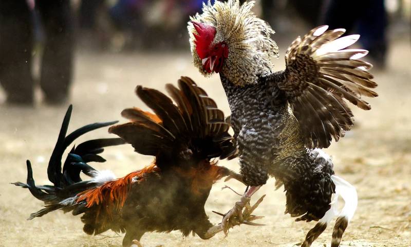 Tìm Hiểu Về Đá Gà Cựa Dao