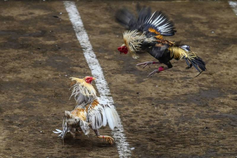cockfight Philippines